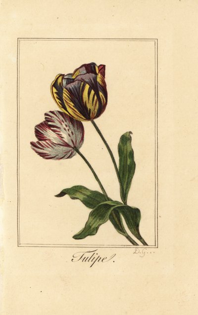 Variétés de tulipe, Tulipa gesneriana - Pancrace (after) Bessa