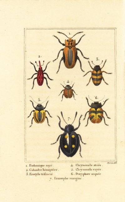 Charançons : Eudomychus striata 1, Calandra hemiptera 2, coléoptère de champignon plaisant, Erotylus 3, Chrysomela striata 4, Acalymma vittatum 5, Chrysomela arcuata 6 et Eumorphus marginata 7 - Pancrace (after) Bessa