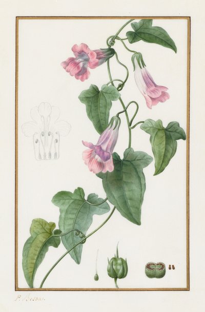 (Botanique : Maurandia semperflorens) - Pancrace Bessa