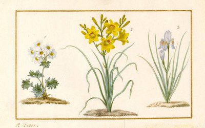 Anémone, Hémérocalle et Iris (détail) - Pancrace Bessa
