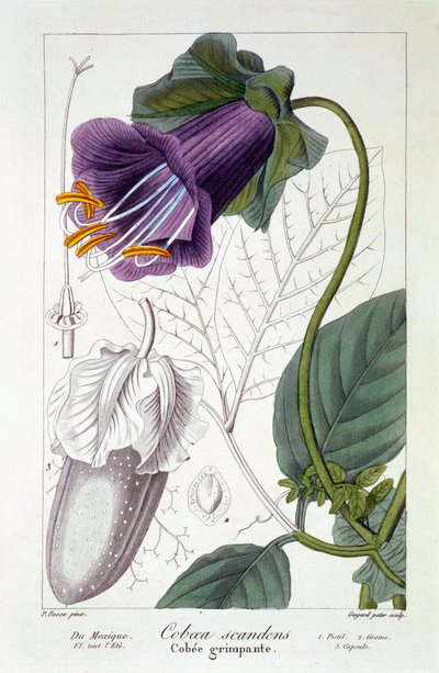 Cobaea scandens, 1836 - Pancrace Bessa