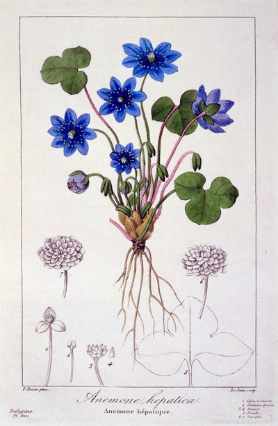 Hepatica nobilis, 1836 - Pancrace Bessa