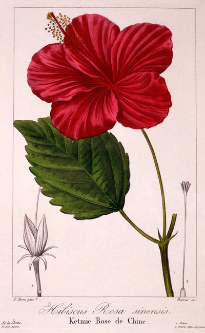 Hibiscus rosa-sinensis, 1836 - Pancrace Bessa