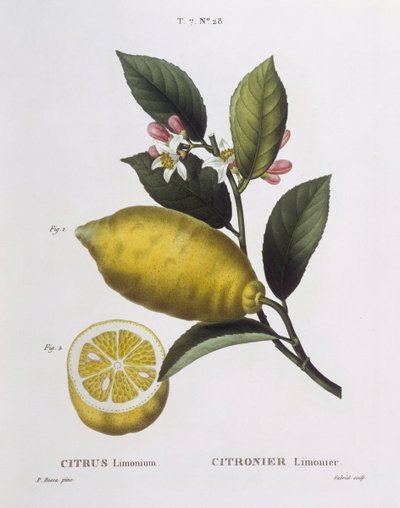 Citron (Citrus limonium), Henry Louis Duhamel du Monceau, planche botanique par Pancrace Bessa - Pancrace Bessa
