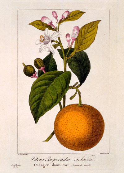 Orange douce: Citrus sinensis var. Bigaradia violacea, 1836 - Pancrace Bessa