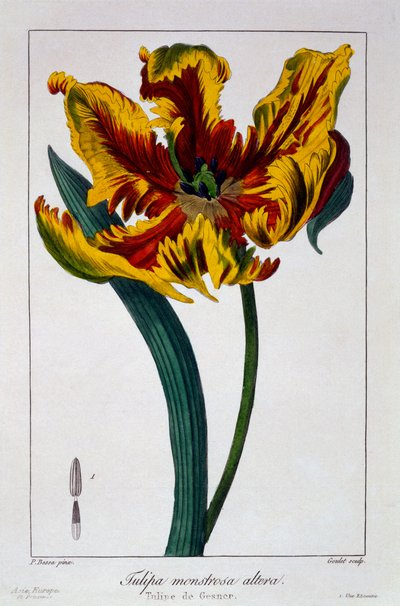 Tulipe 