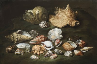 Nature morte avec des coquillages - Paolo Porpora