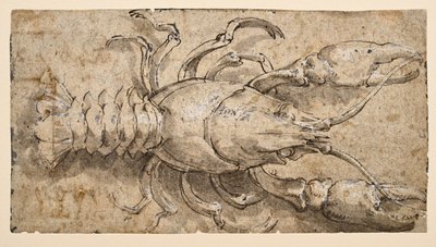 Écrevisse (recto) - Parmigianino