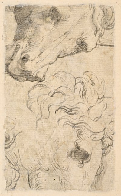 Deux études de têtes de chevaux (fragment) - Parmigianino