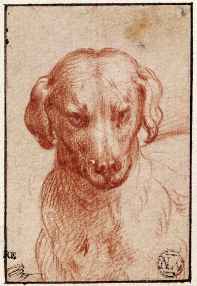 Tête de chien - Parmigianino