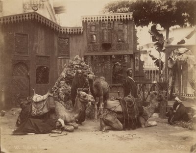 Salle des chameaux - Pascal Sébah