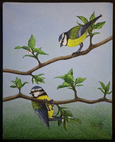 Bluetits, 2016 - Pat Scott