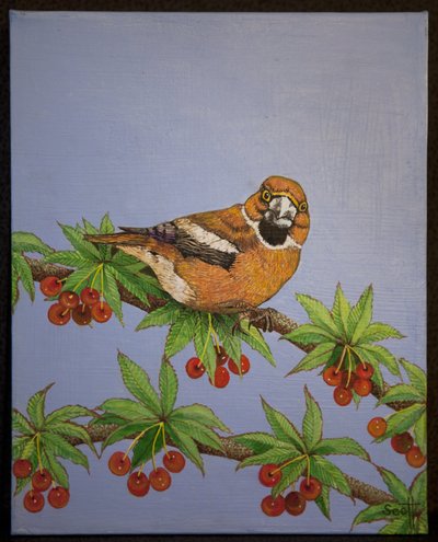 Bouvreuil, 2016 - Pat Scott
