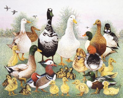 Bonjour les Canards - Pat Scott
