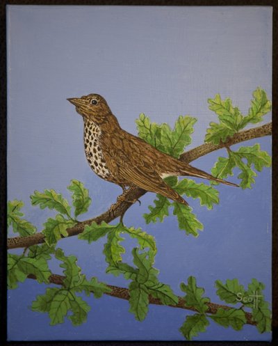 Grive à tête blanche, 2016 - Pat Scott