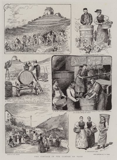 Les vendanges dans le canton de Vaud - Paul Destez