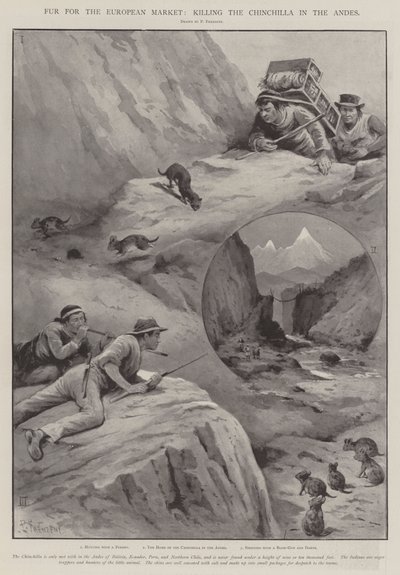 Fourrure pour le marché européen, chasse au chinchilla dans les Andes - Paul Frenzeny
