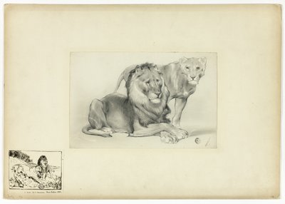 Lion et Lionne - Paul Friedrich Meyerheim