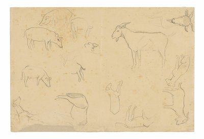 Esquisses de divers animaux et d