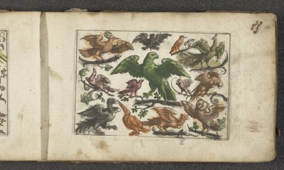 Rapace, onze autres oiseaux et une chauve-souris - Paul Göttich