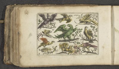 Rapace et dix autres oiseaux - Paul Göttich