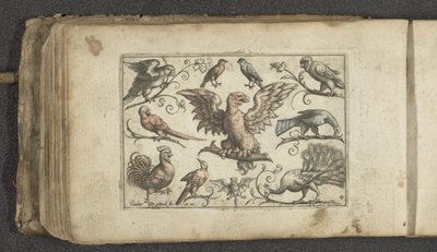 Rapace, neuf autres oiseaux et une chauve-souris - Paul Göttich