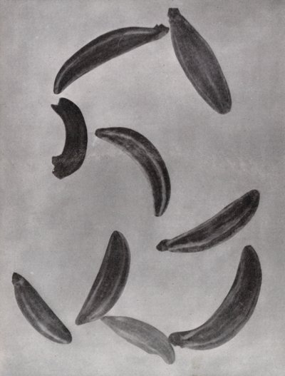 Graines de carvi - Paul Henning