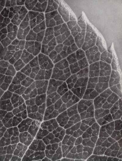 Feuille de rose (photo n/b) - Paul Henning