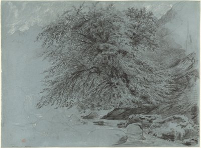 Un hêtre sauvage en pleine feuille - Paul Huet