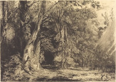 Inondation dans la forêt de l