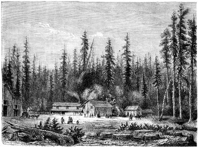 Forêt de séquoias géants, Californie - Paul Huet