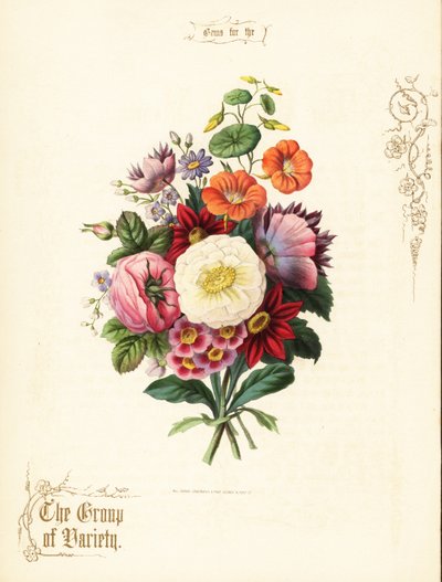 Bouquet de rose blanche, dahlia, capucine, auricule - Paul Jerrard