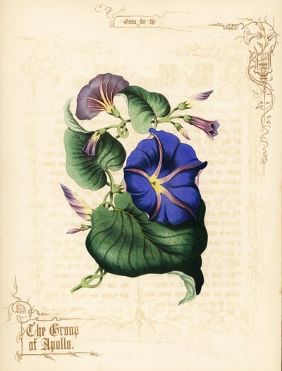 Fleurs et feuillage de gloire du matin - Paul Jerrard