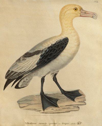 Albatros à queue courte - Paul Louis Oudart