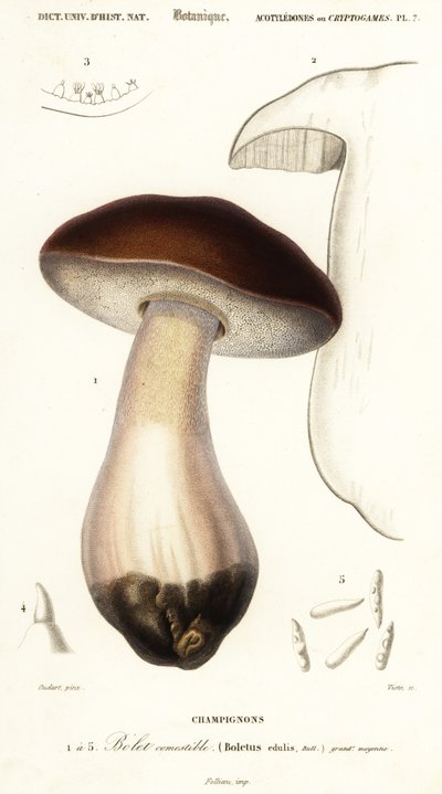 Cèpe, boletus edulis (gravure) - Paul Louis Oudart