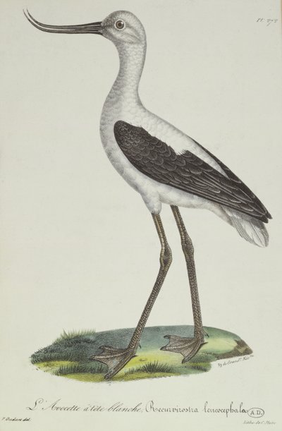 Avocette à tête blanche, début du XIXe siècle - Paul Louis Oudart