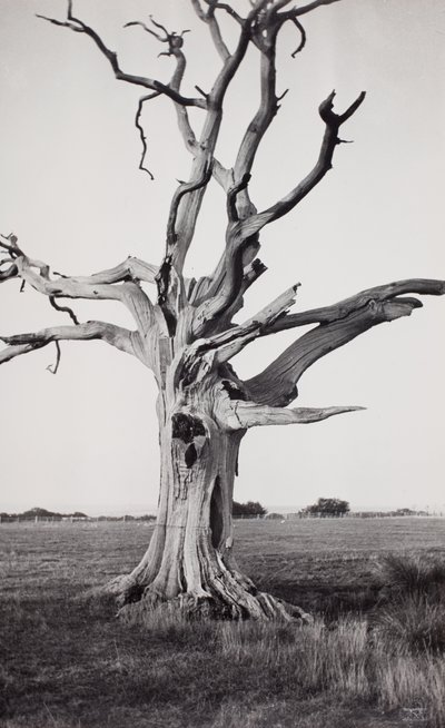 Arbre mort, marais de Romney - Paul Nash