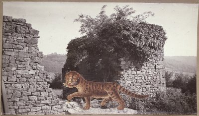 Tigre, Tigre, vers 1938 (collage) - Paul Nash