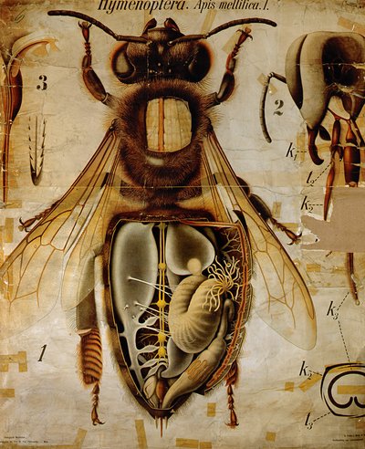 Anatomie de l