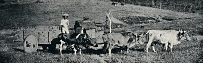 Carro de boi, 1895 - Paulo Sack