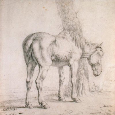 Un vieux cheval - Paulus (attr.to) Potter