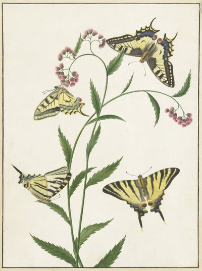 Quatre papillons sur des fleurs - Paulus Knogh