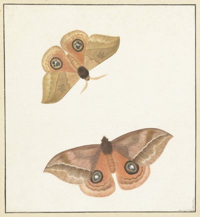 Deux papillons - Paulus Knogh