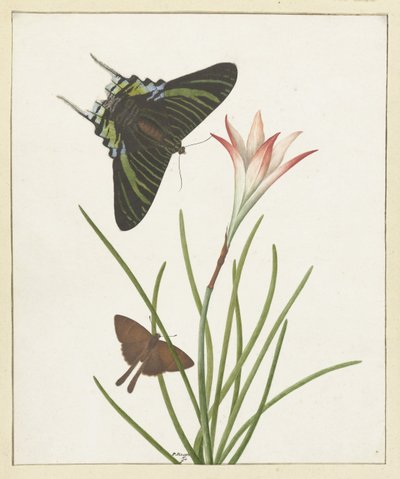 Deux papillons près d