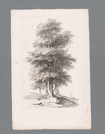 Groupe avec cinq arbres - Paulus Lauters