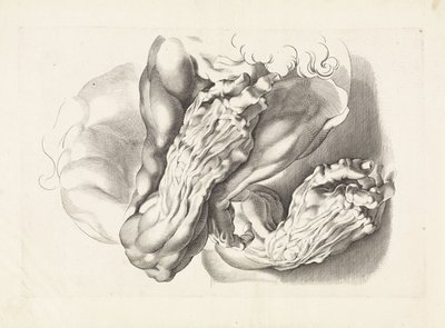 Études anatomiques de bras - Paulus Pontius