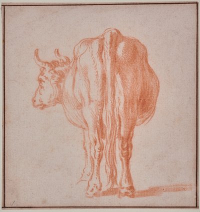 Vache (étude d