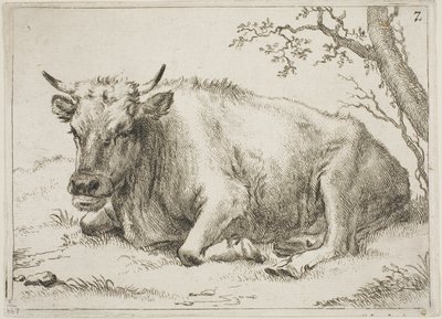 Vache couchée à côté d