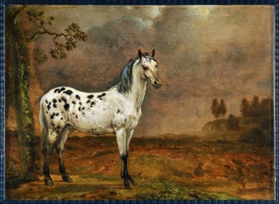 Le cheval pie - Paulus Potter