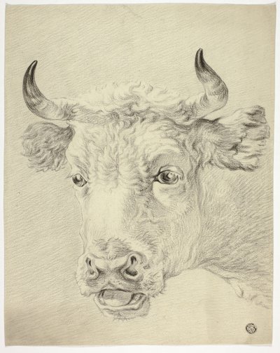 Tête de vache - Paulus Potter
